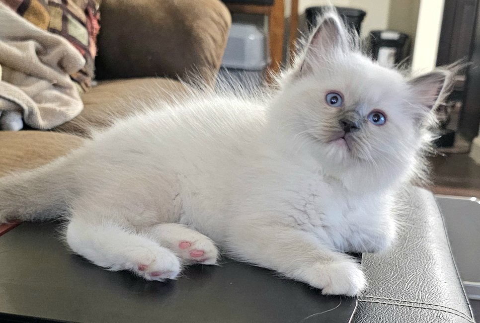Male Blue Point / Mitted